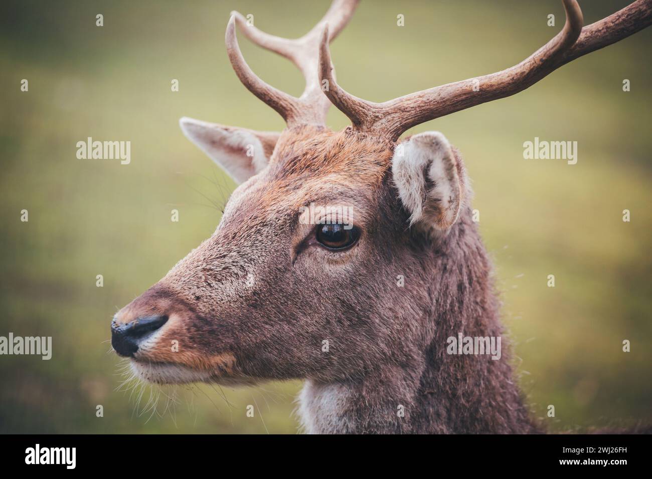 Captive Fallow Deer buck (Dama dama) Foto Stock