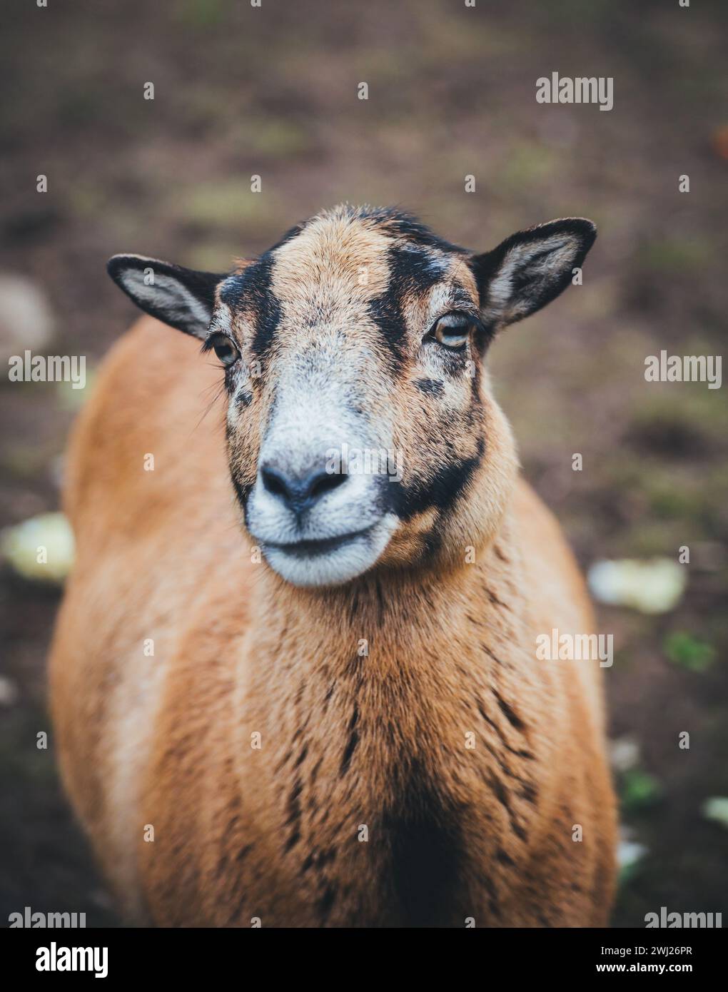 Pecore camerunesi (Ovis gmelini aries) Foto Stock