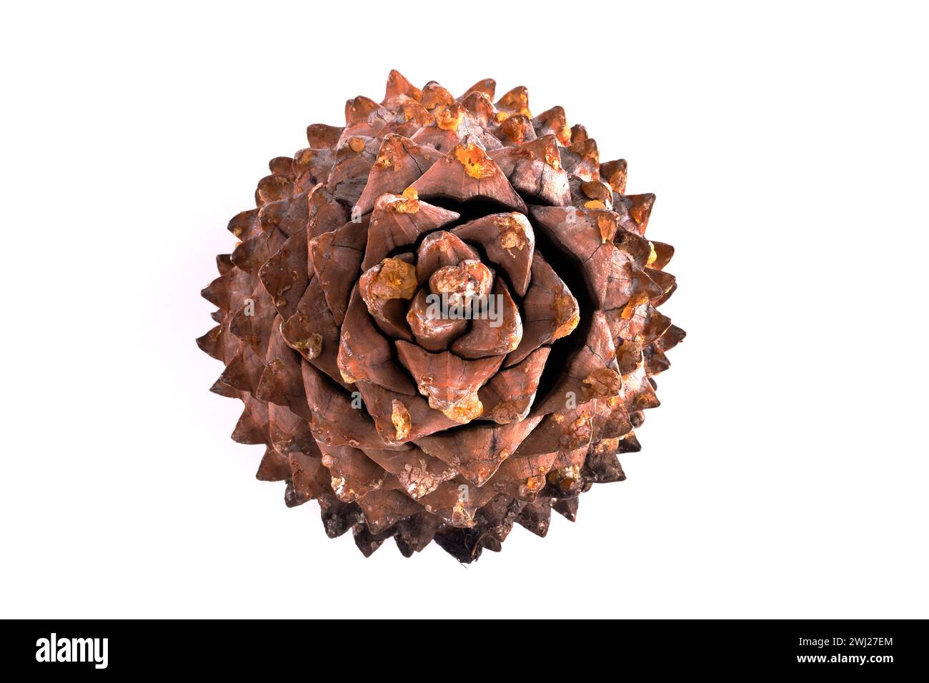 Primo piano delle foglie di un coltro Pinecone con spirali di fibonacci Foto Stock