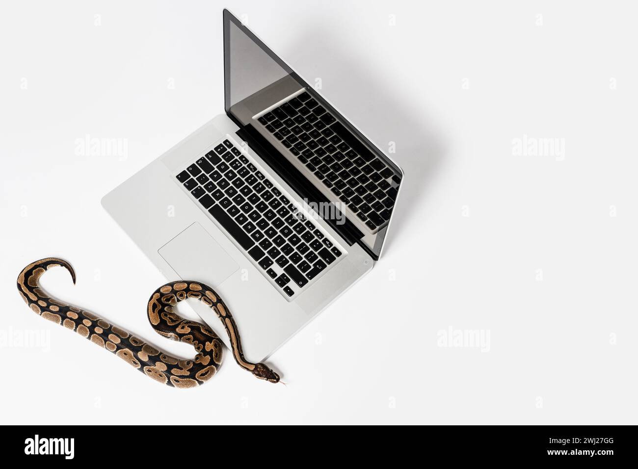 Serpente Python e computer portatile. Concetto di utilizzo di un linguaggio di programmazione di alto livello per l'ingegneria del software. Foto Stock