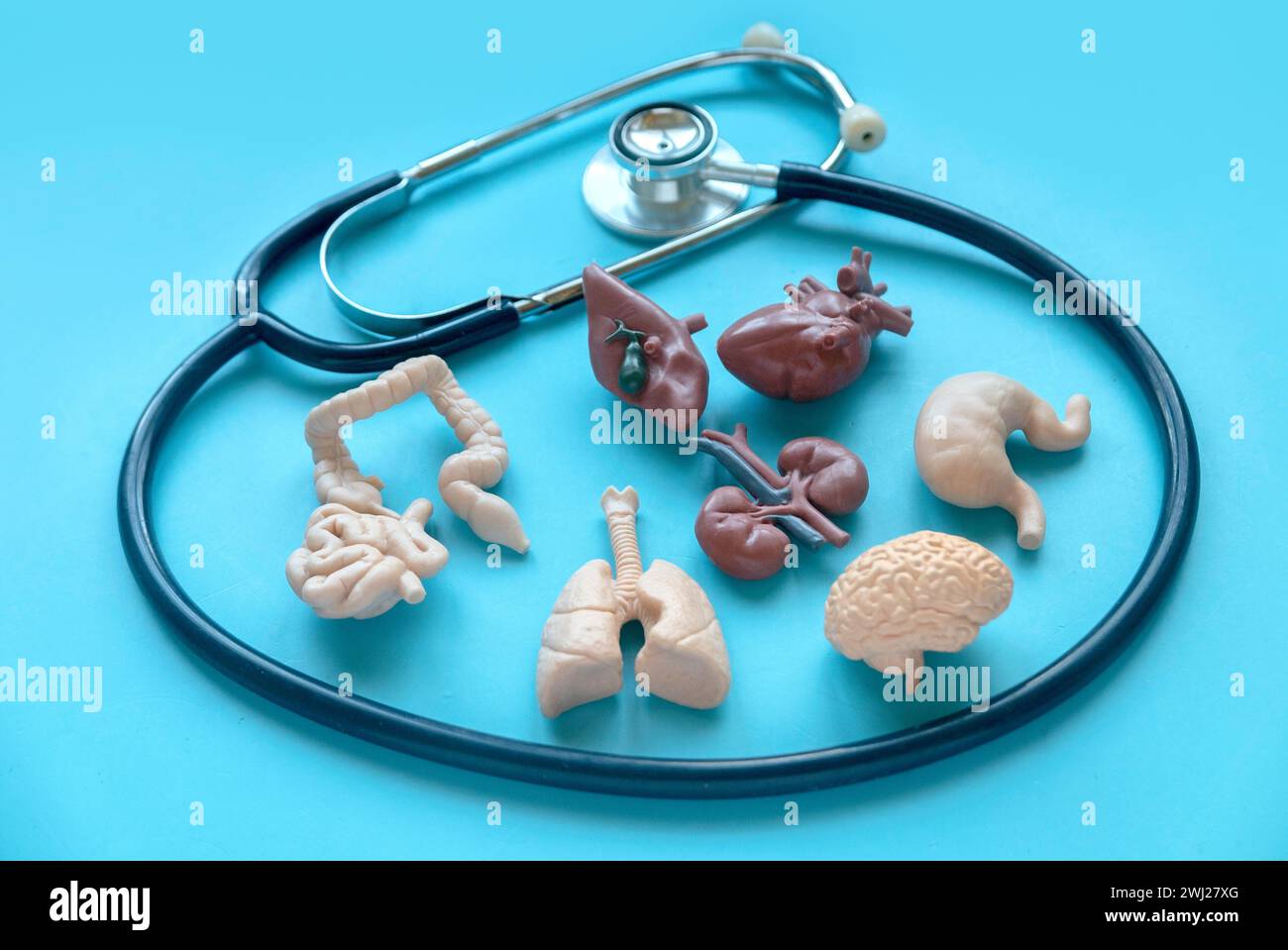 Stetoscopio e organo umano su sfondo blu. Foto Stock