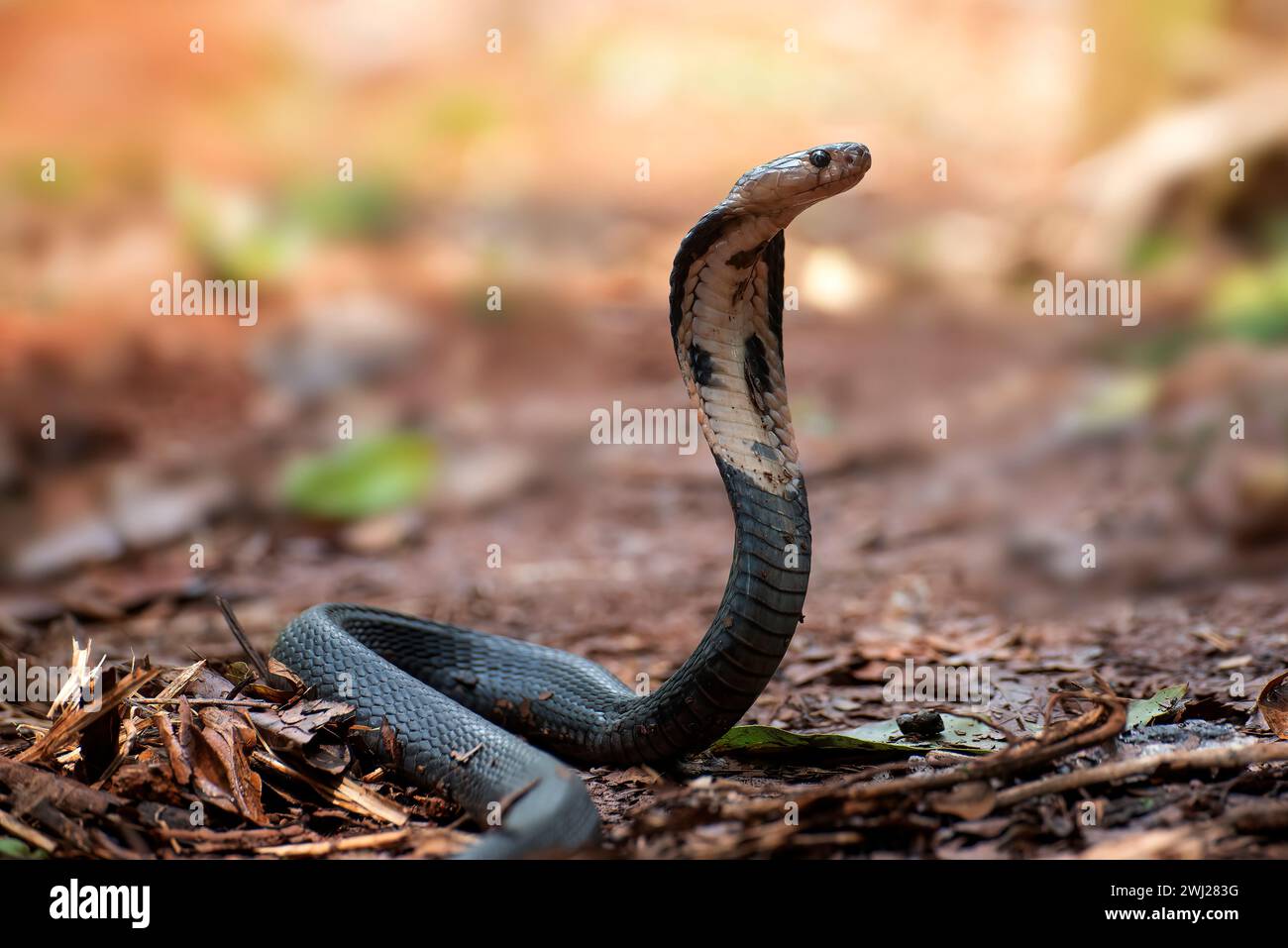 Il bambino javan sputando cobra, alza la testa Foto Stock