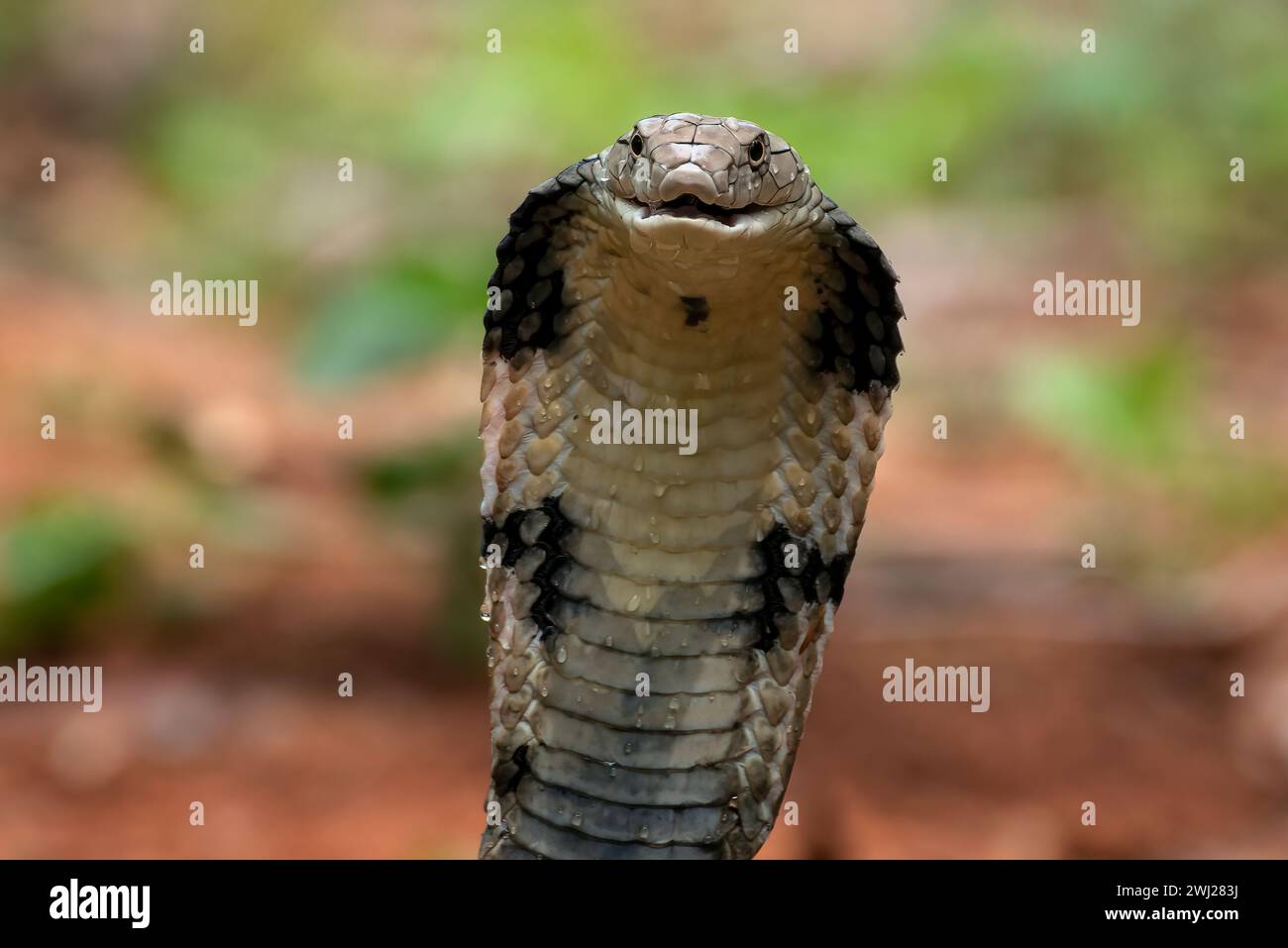 Primo piano di una testa di cobra reale Foto Stock