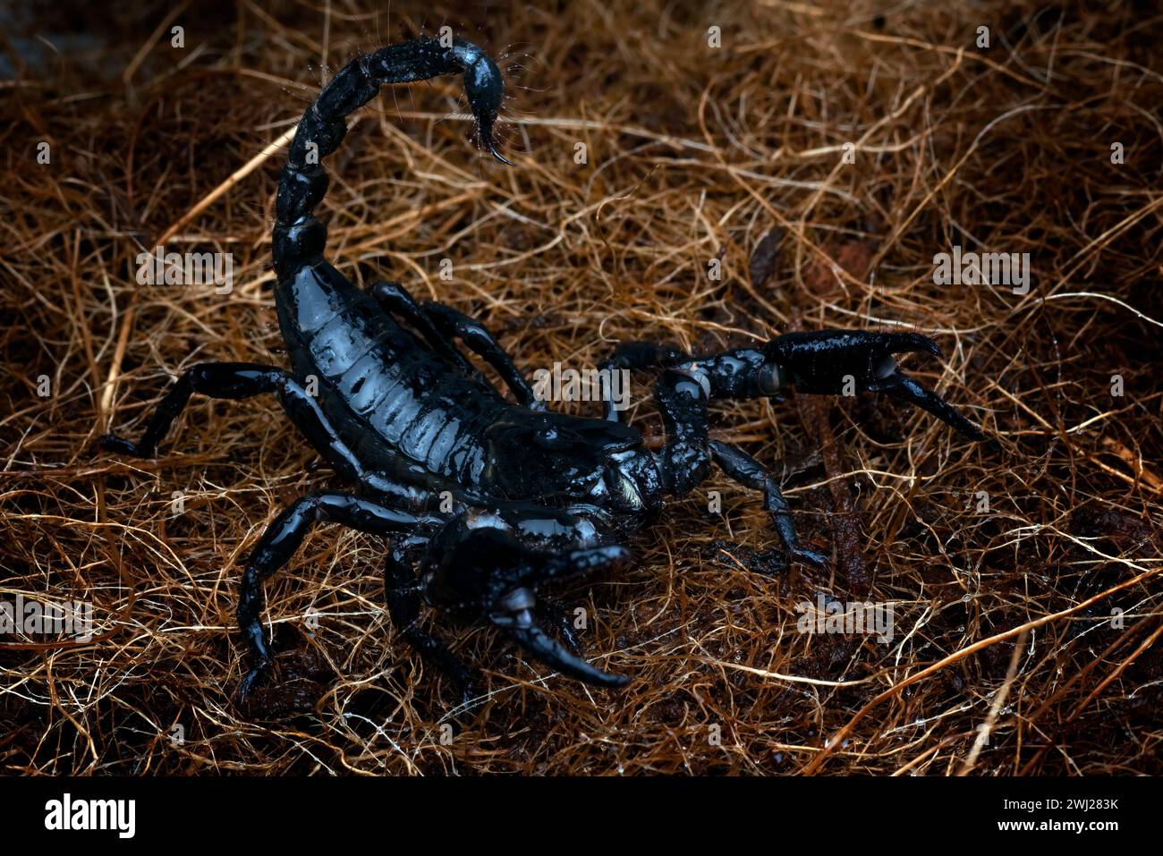 un grande scorpione nero in modalità attacco Foto Stock