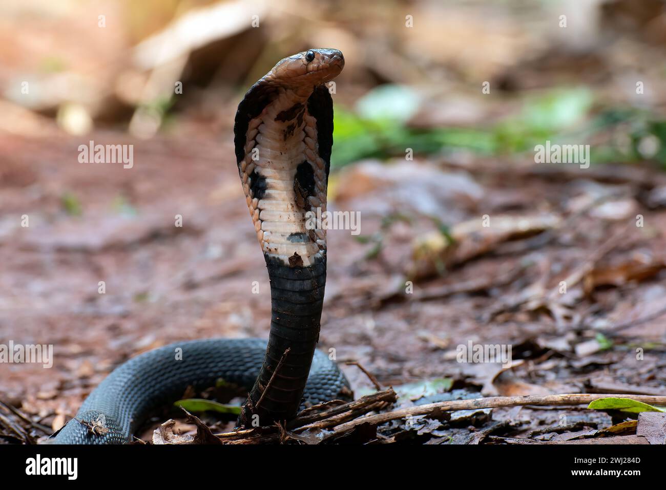Il bambino Javan sputando cobra alzò la testa Foto Stock