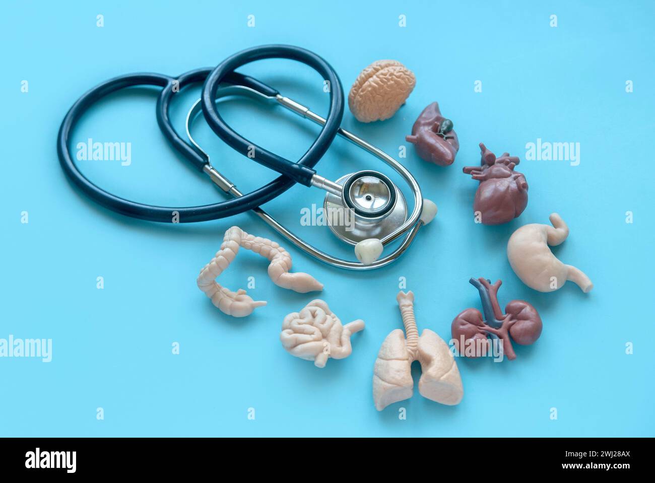 Stetoscopio e organo umano su sfondo blu. Foto Stock
