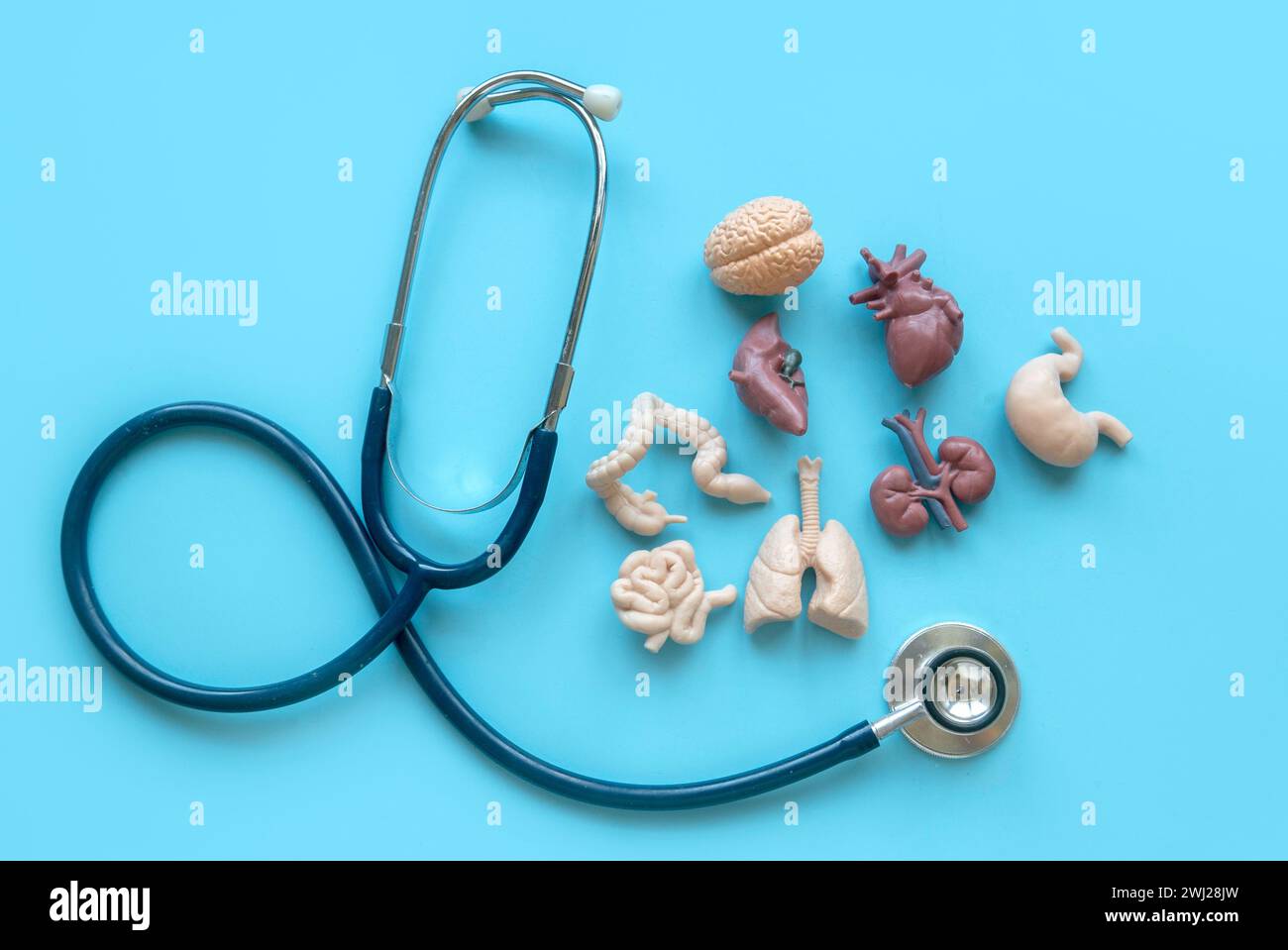 Stetoscopio e organo umano su sfondo blu. Foto Stock