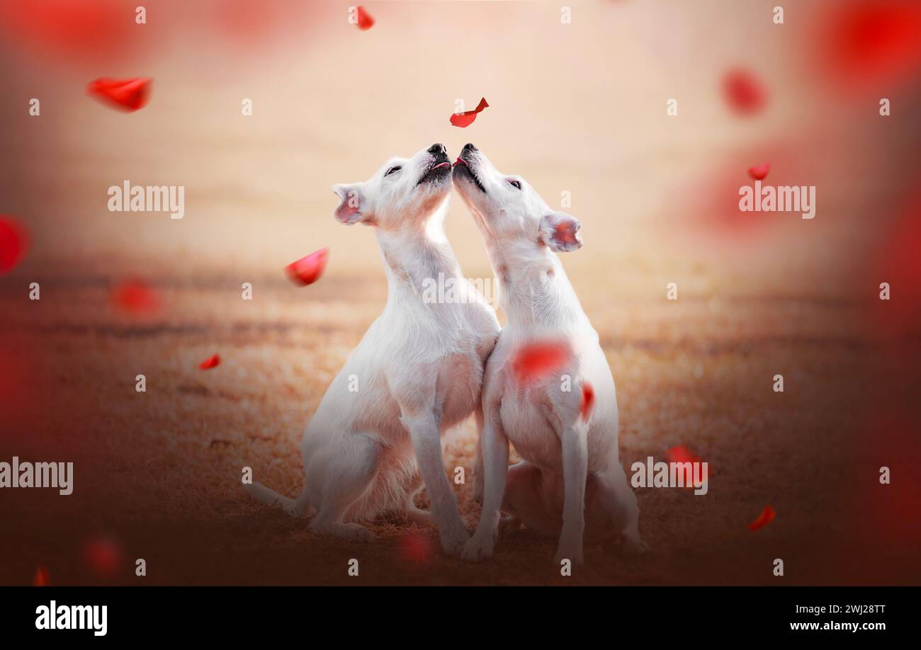 Ritratto di due cani a St San Valentino. Foto Stock