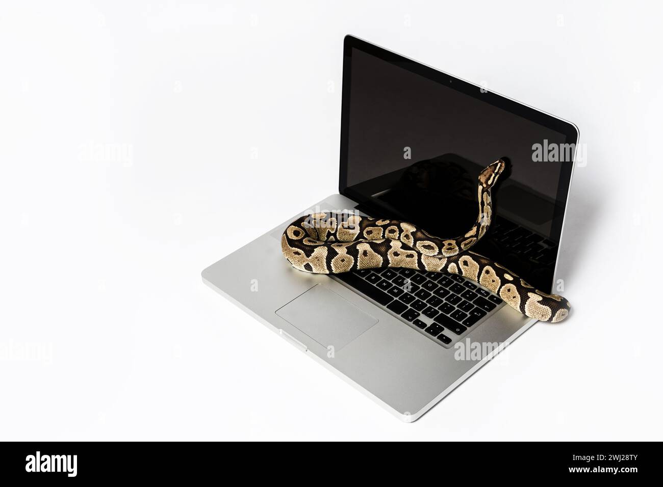 Serpente Python e computer portatile. Concetto di utilizzo di un linguaggio di programmazione di alto livello per l'ingegneria del software. Foto Stock