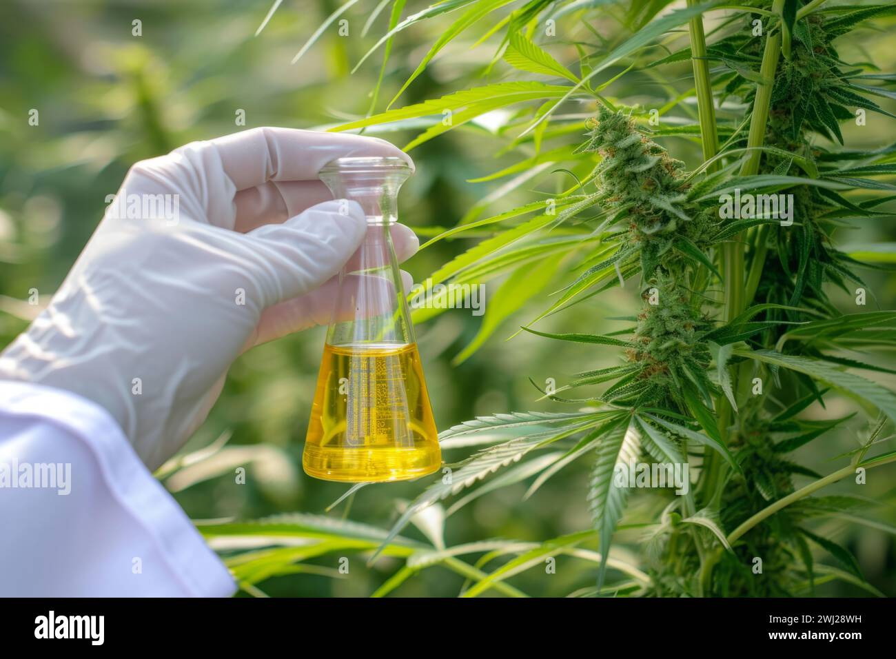Mano tenendo fiasca cbd cannabis laboratorio di medicina a base di erbe pipetta di olio essenziale di canapa ricerca hashish narcotico sanitario pianta estratto bottiglia di droga Foto Stock