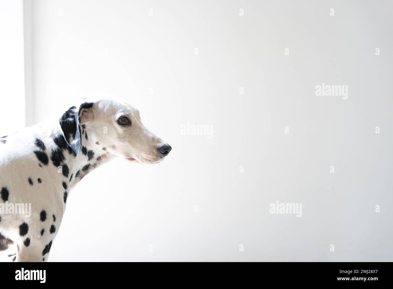 Dalmata con sguardo attento su sfondo bianco Foto Stock