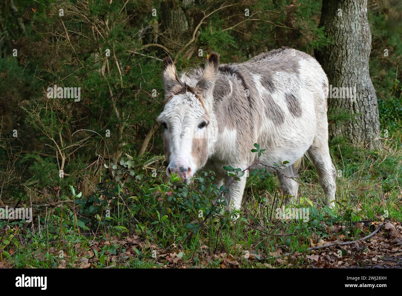 Asino-Equus asinus in un campo vicino ad Arne, Dorset, Inghilterra, Regno Unito Foto Stock
