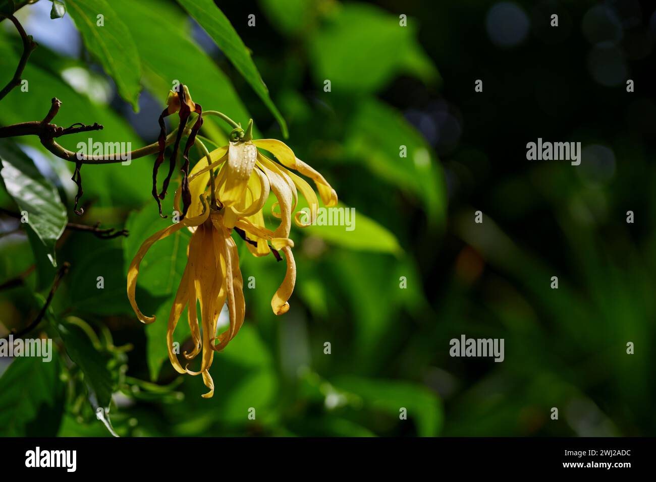 Vista ravvicinata del fiore di Ylang-ylang che fiorisce sul ramo degli alberi Foto Stock