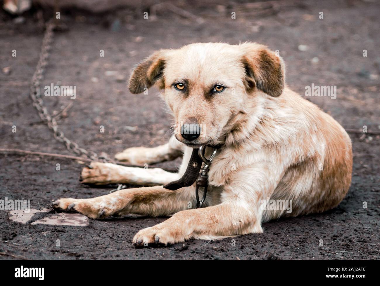 Cane mongrel su una catena in una fattoria Foto Stock
