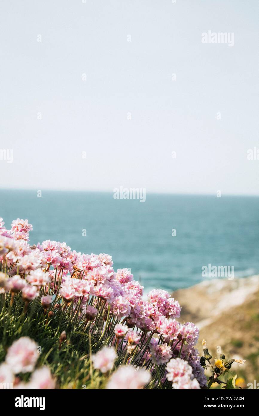 Una vista panoramica di un campo di fiori rosa che si affaccia sul mare a Crantock, Cornovaglia, Regno Unito Foto Stock