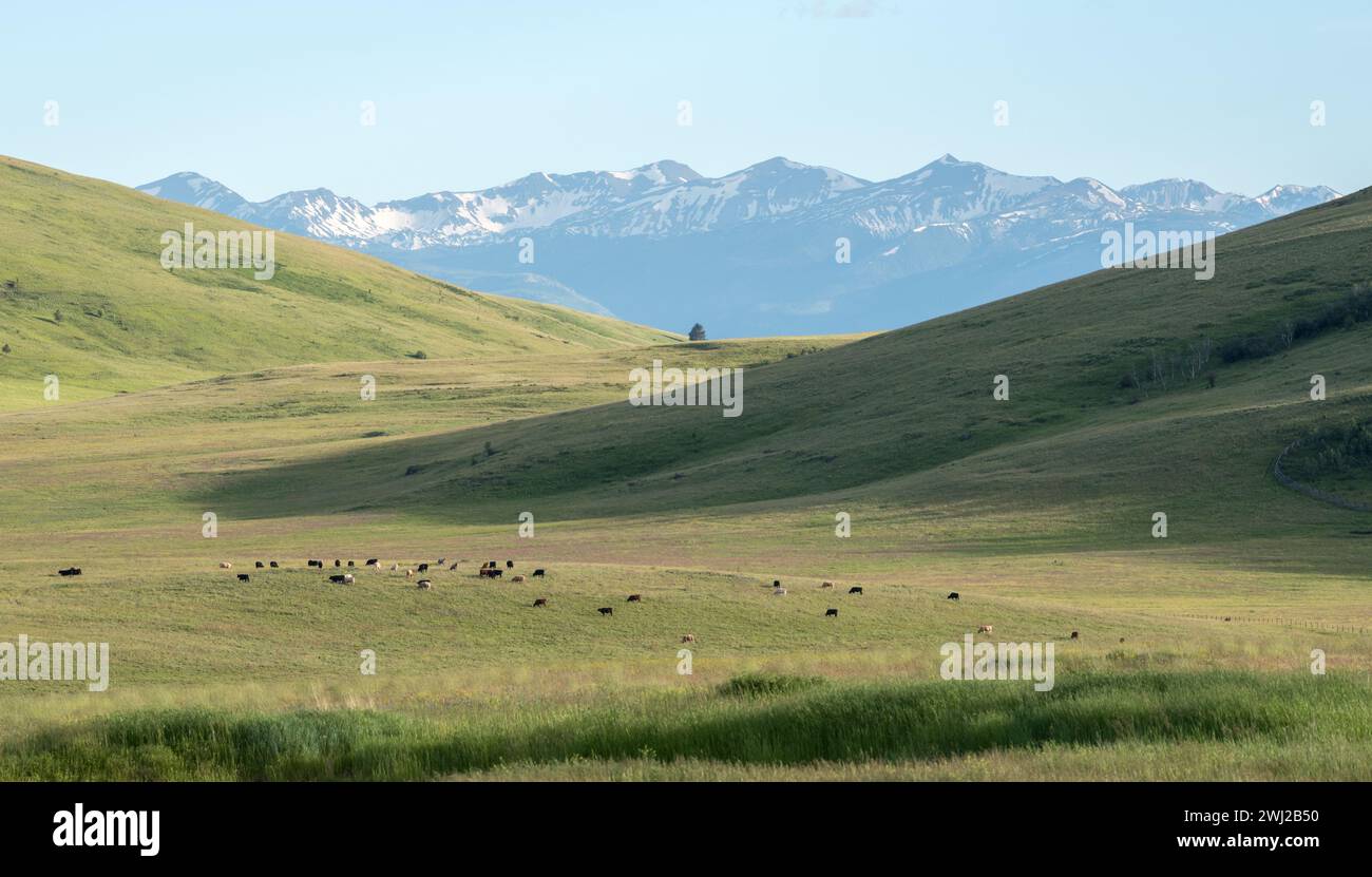 Bestiame che pascolano sulla Zumwalt Prairie nel nord-est dell'Oregon. Foto Stock