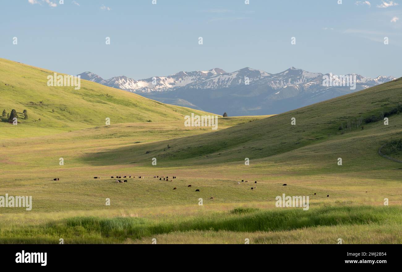 Bestiame che pascolano sulla Zumwalt Prairie nel nord-est dell'Oregon. Foto Stock