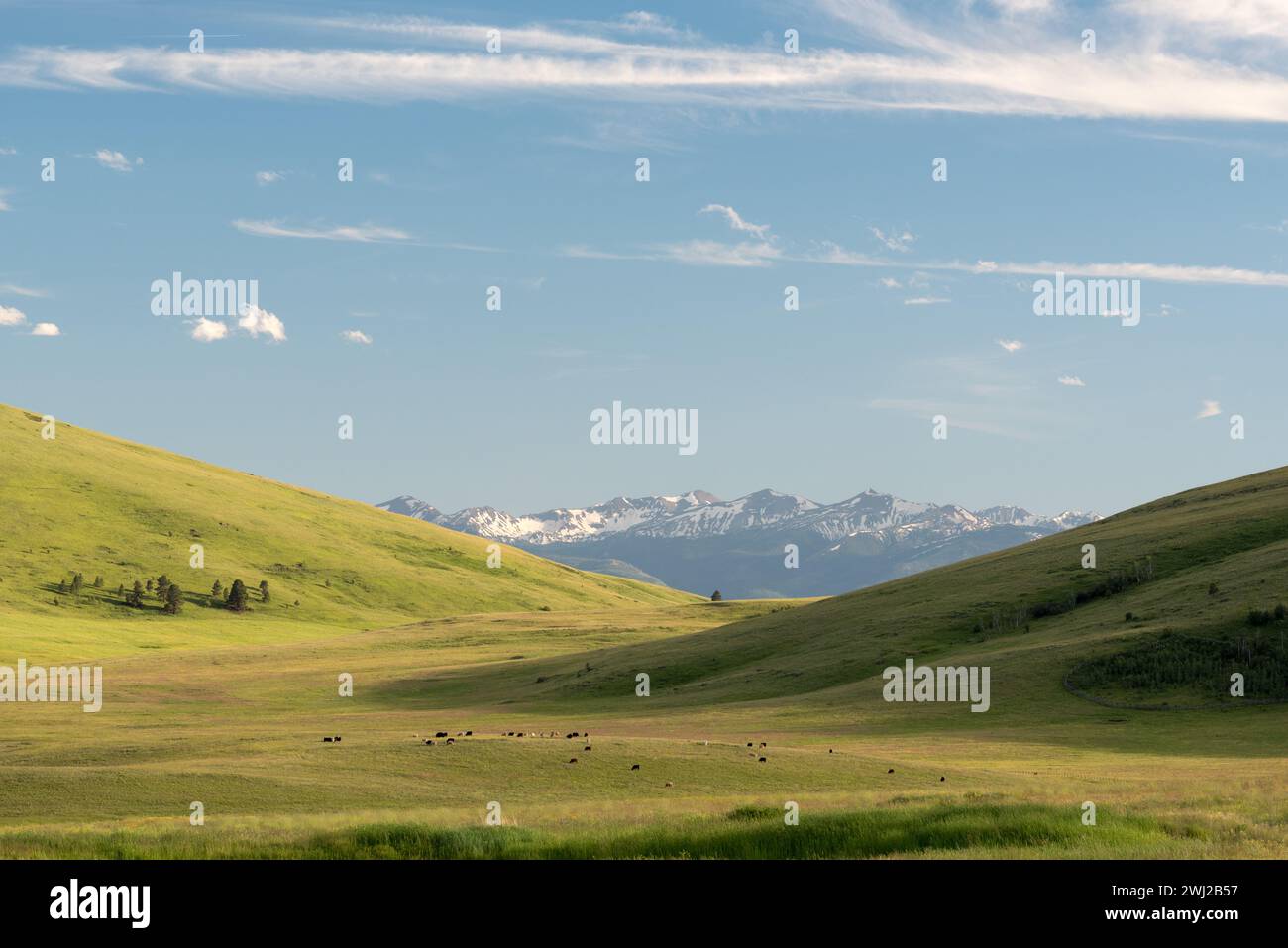 Bestiame che pascolano sulla Zumwalt Prairie nel nord-est dell'Oregon. Foto Stock