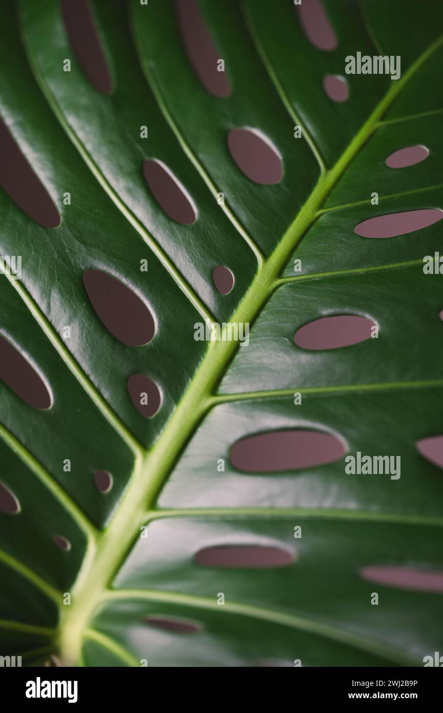 Primo piano della foglia verde di piante di monstera con i suoi numerosi fori. Foto Stock