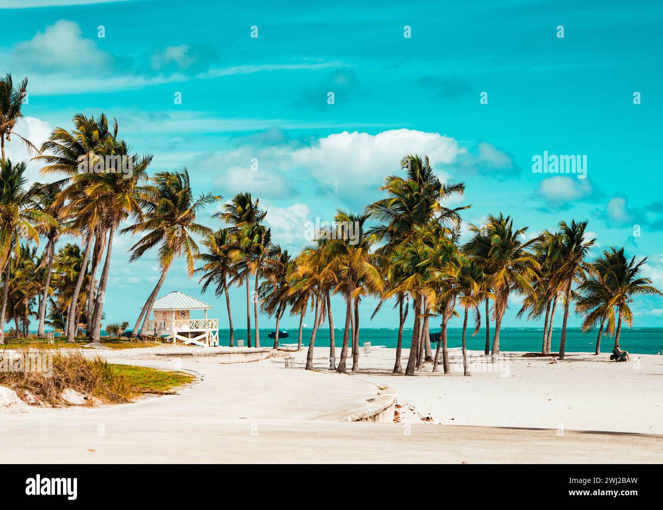 palme sulla spiaggia chiave Biscayne Florida Foto Stock