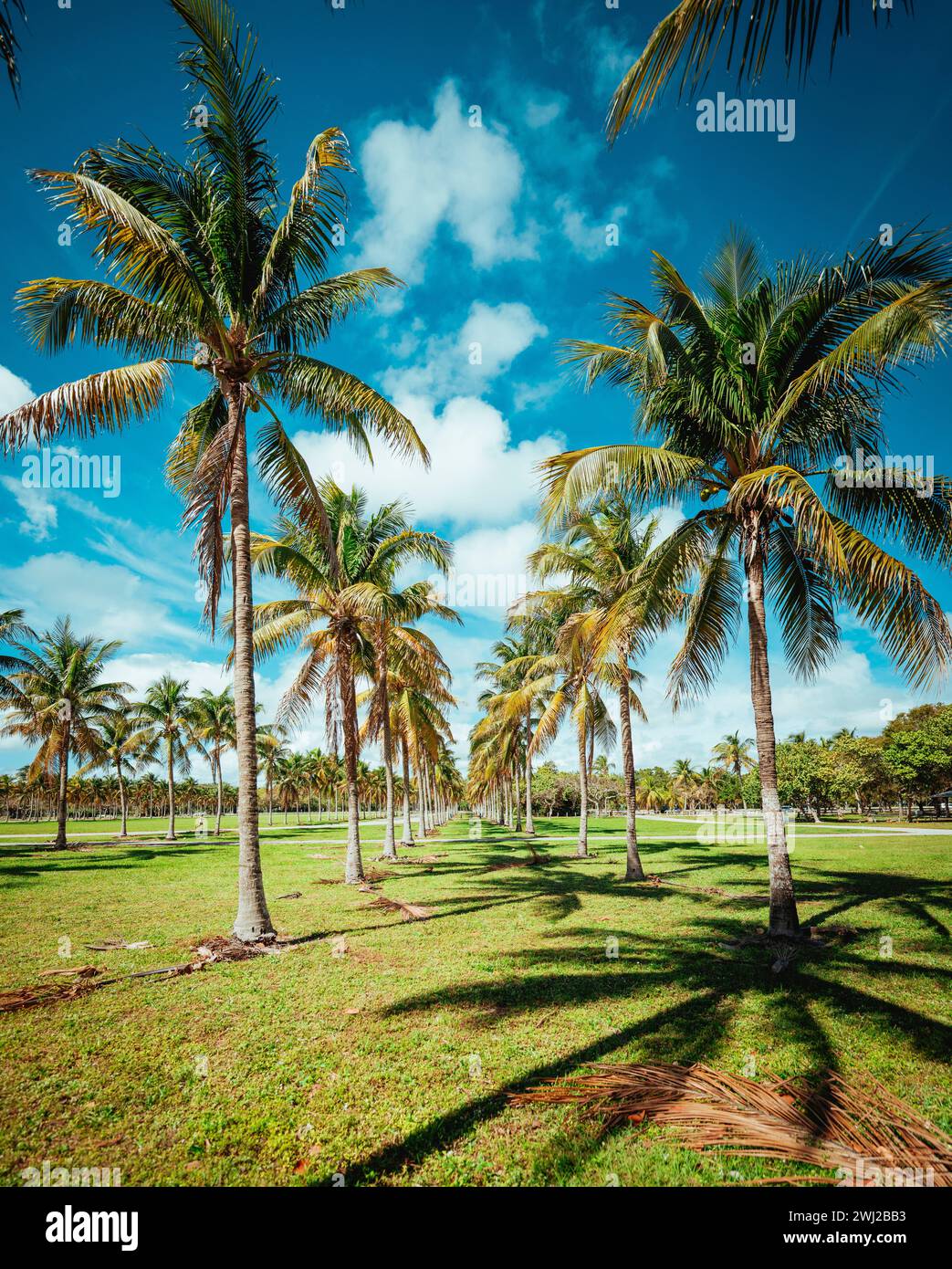 palme sulla spiaggia, estate miami, Florida Foto Stock