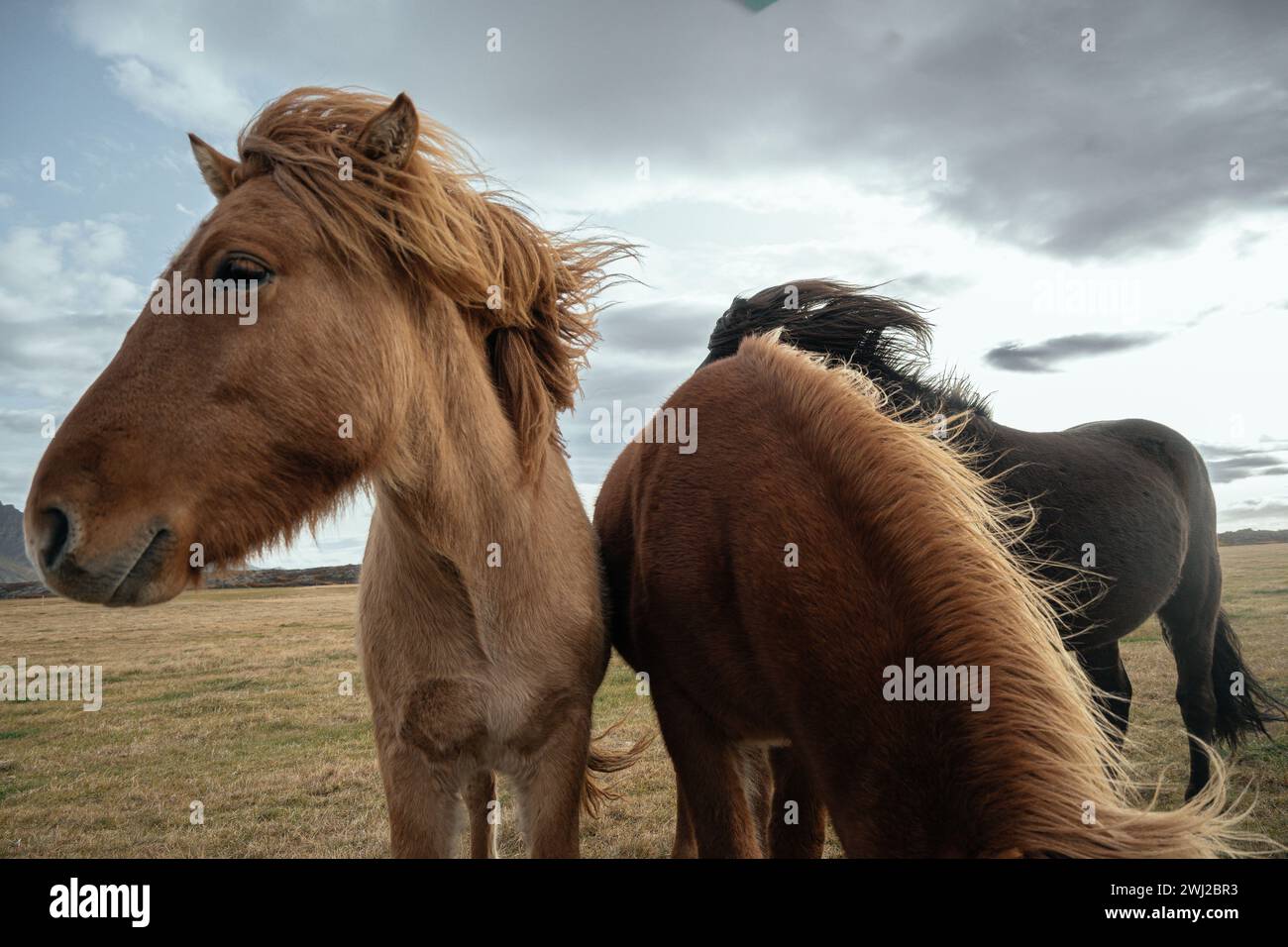 I cavalli islandesi sui paesaggi Foto Stock