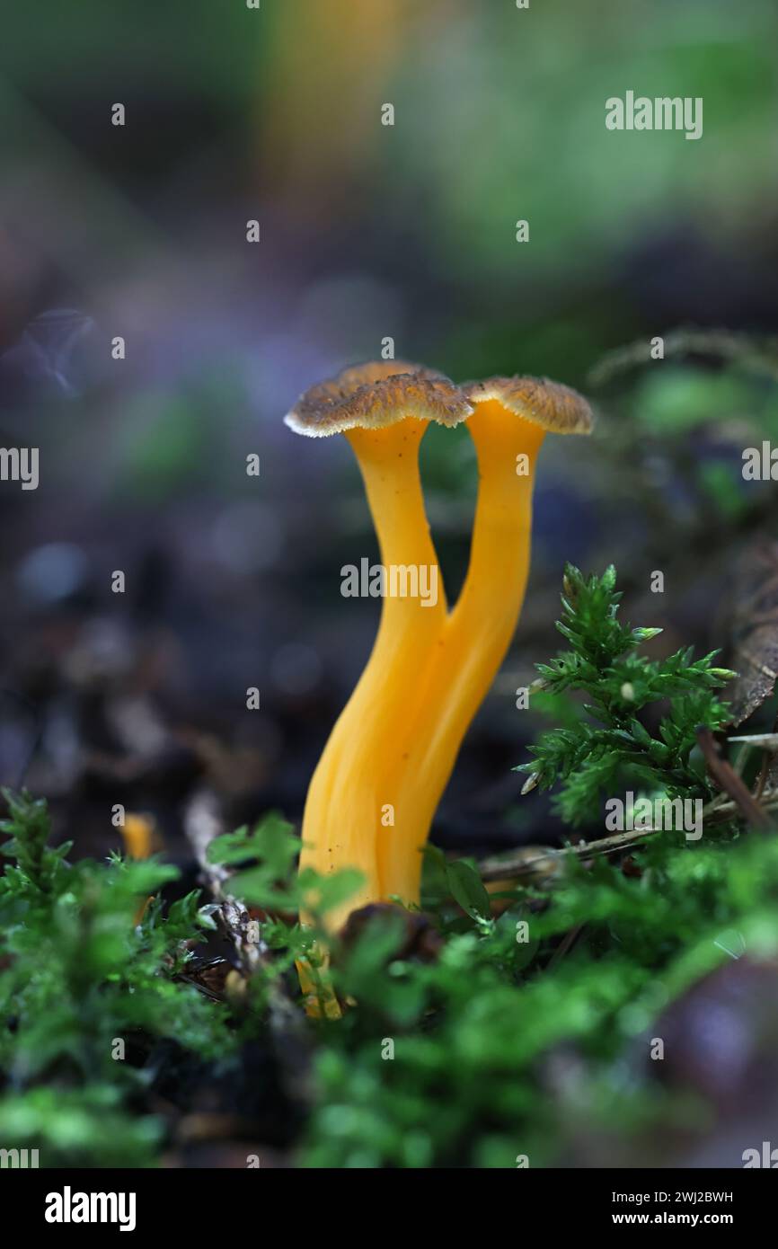 Craterellus lutescens, noto anche come Cantharellus lutescens, comunemente noto come piede giallo o Chanterelle d'oro, funghi selvatici dalla Finlandia Foto Stock
