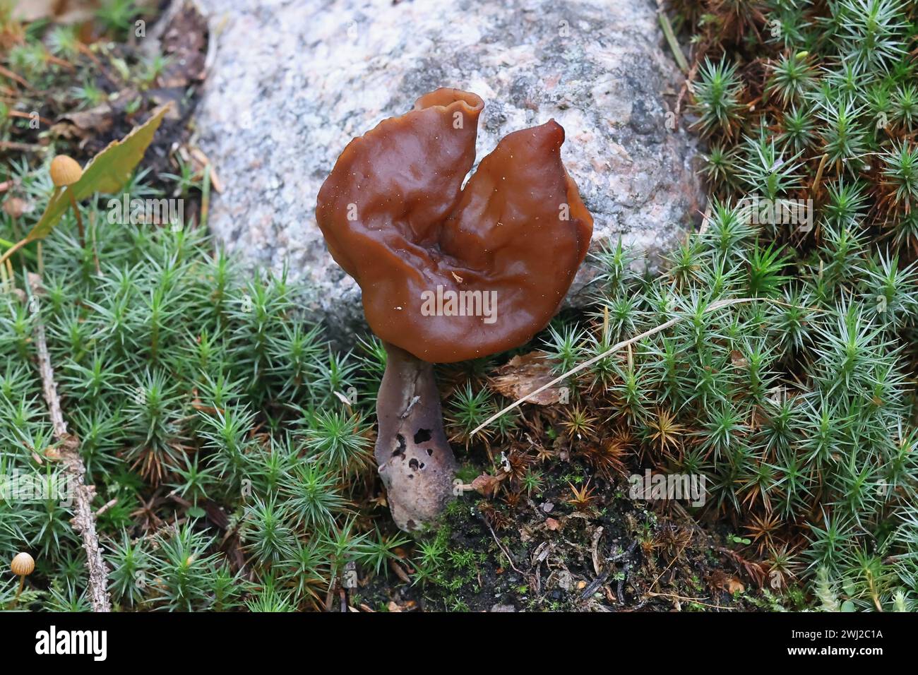 Gyromitra infula, comunemente conosciuta come il falso spugnolo o la sella elfin, fungo selvatico dalla Finlandia Foto Stock