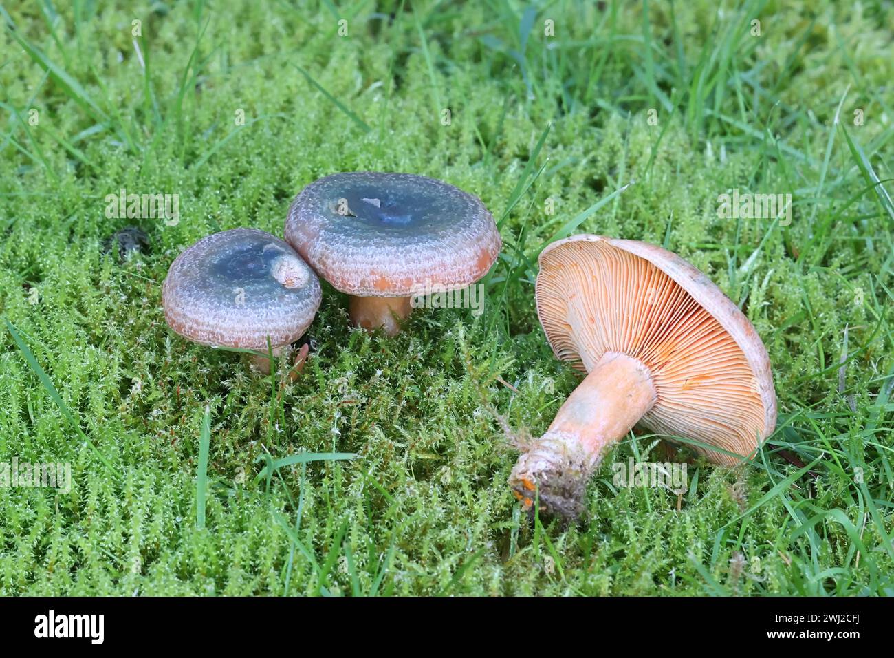 Lactarius fennoscandicus, chiamato anche Lactarius deterrimus var. fennoscandicus, comunemente noto come falso berretto dello zafferano o mungito arancione, commestibile selvatico Foto Stock