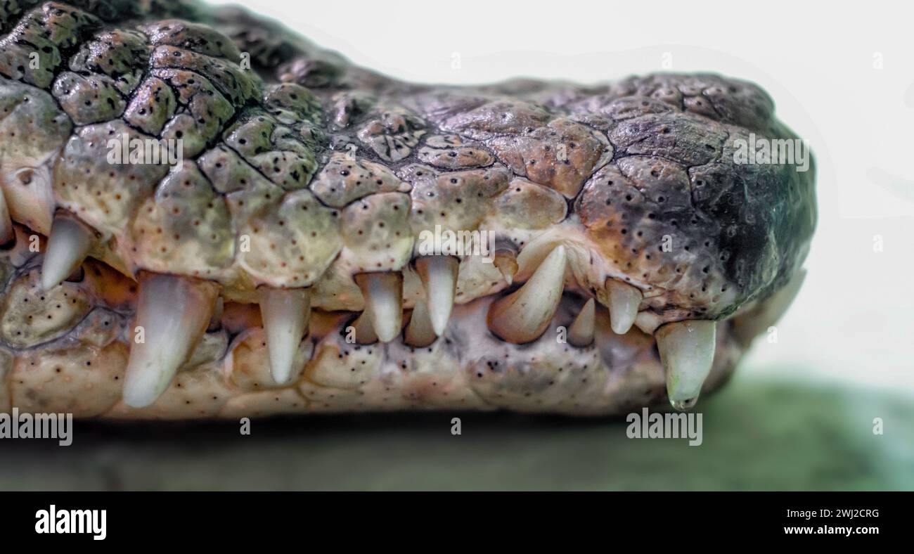 Bocca di un coccodrillo con zanne affilate da vicino Foto Stock
