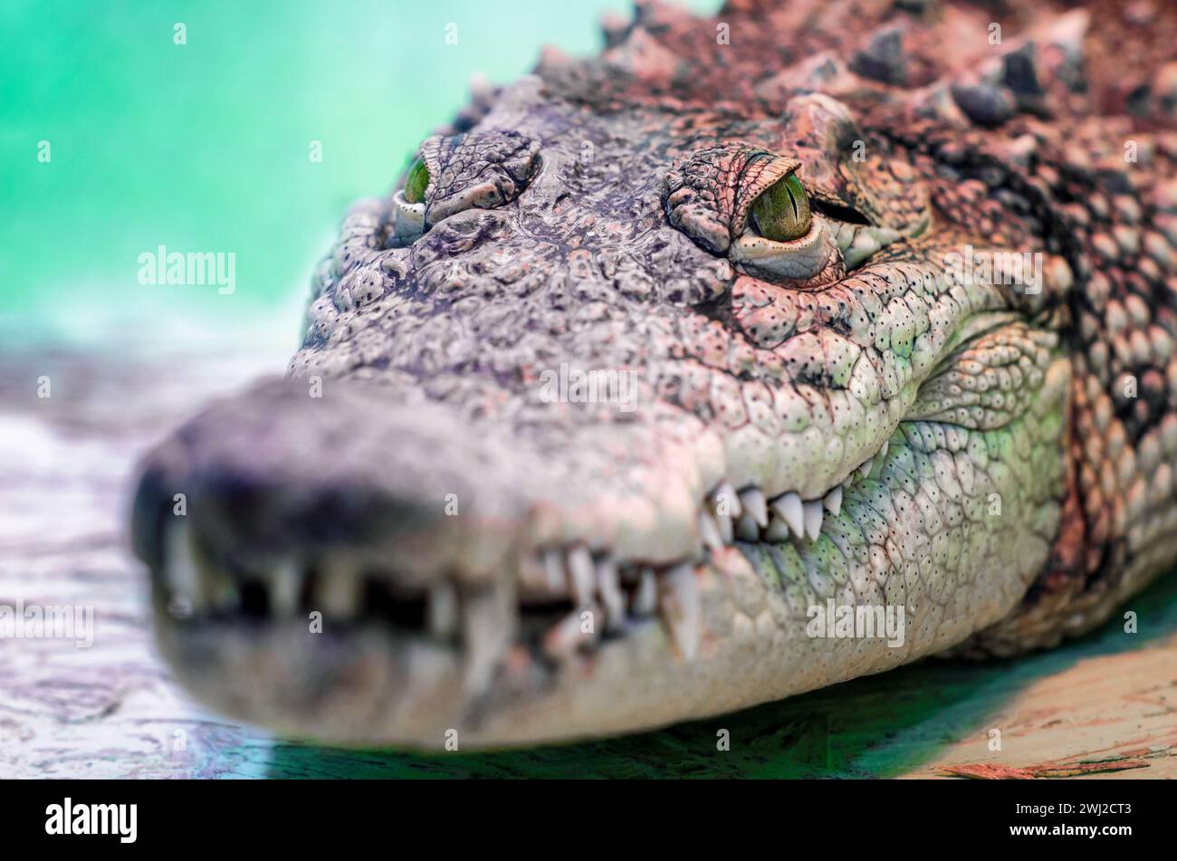 Testa di coccodrillo isolata primo piano su sfondo verde Foto Stock