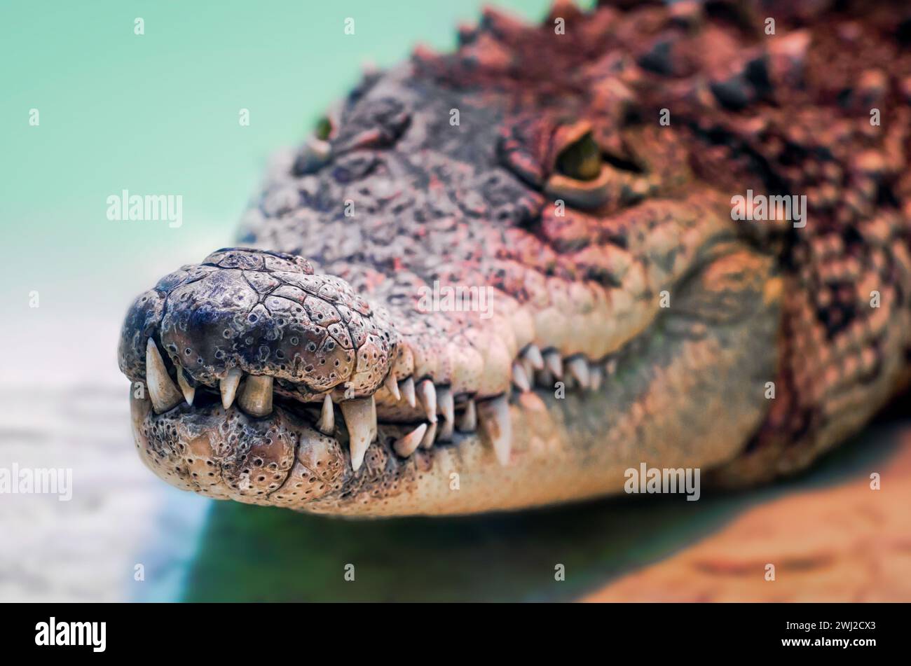 Testa di coccodrillo isolata primo piano su sfondo verde Foto Stock