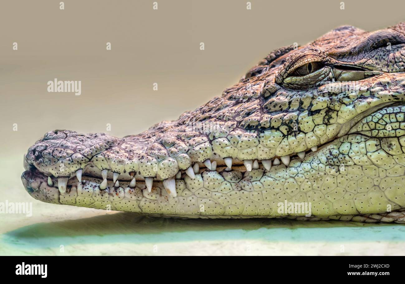 Testa di coccodrillo isolata in primo piano su sfondo giallo Foto Stock