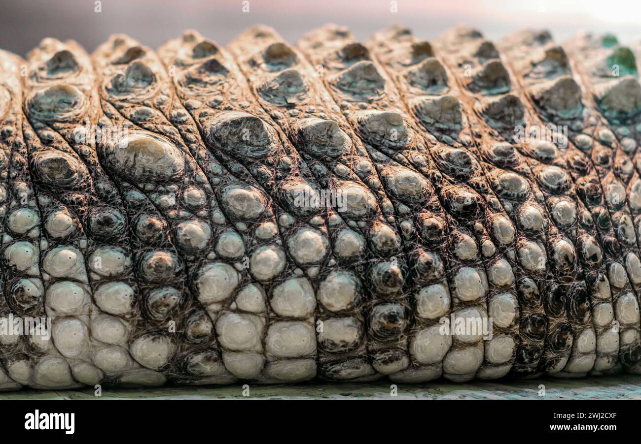 Pelle di coccodrillo in primo piano Foto Stock