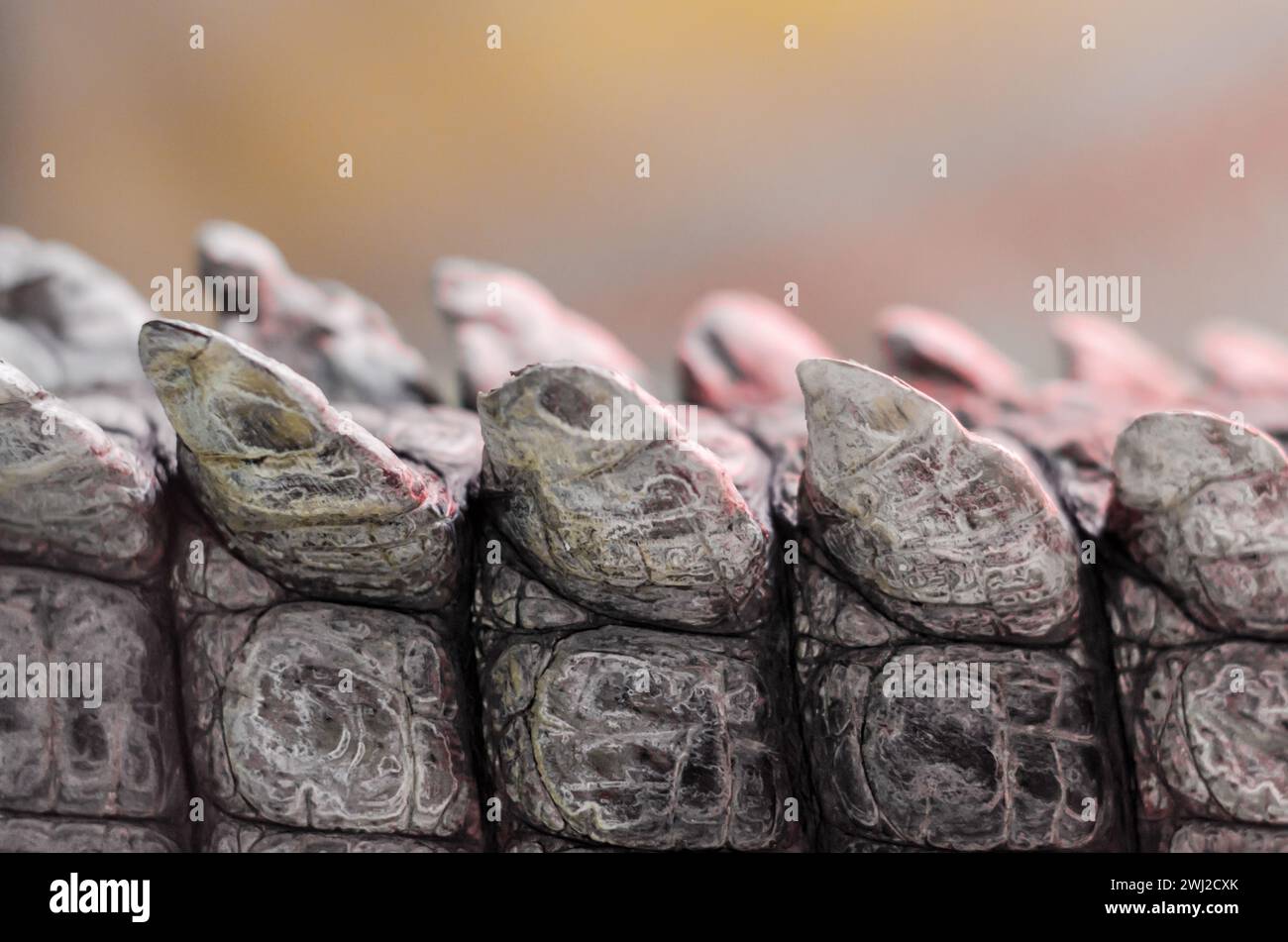 Pelle di coccodrillo in primo piano Foto Stock