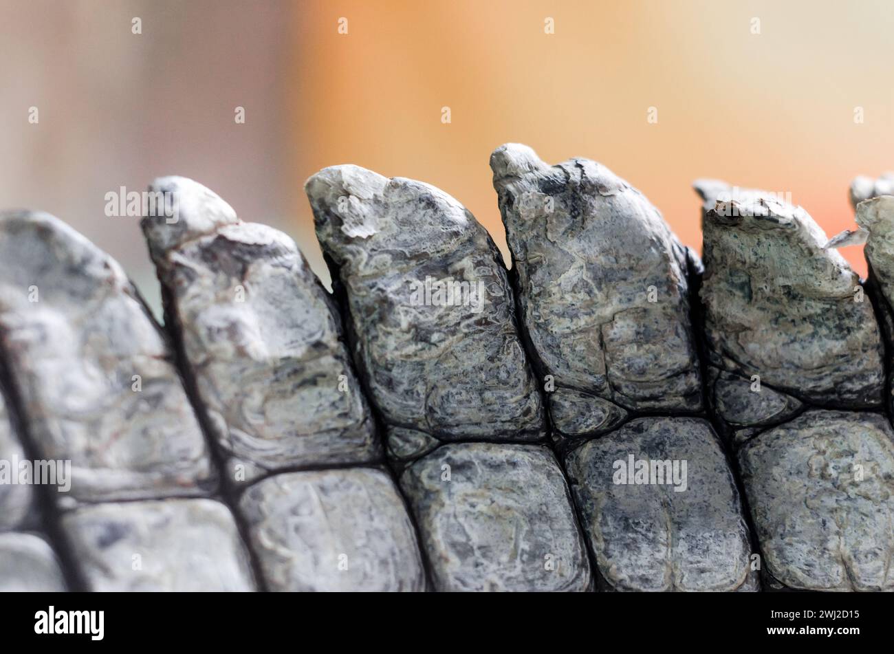Pelle di coccodrillo in primo piano Foto Stock
