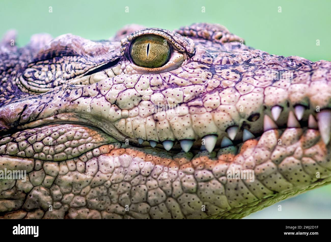 Testa di coccodrillo isolata primo piano su sfondo verde Foto Stock