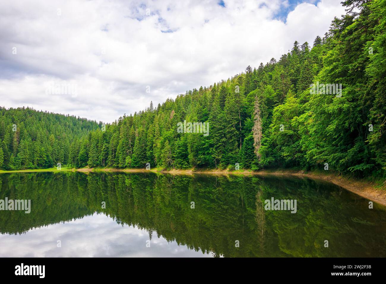 parco nazionale del lago synevyr in estate. colline boscose dei carpazi che si riflettono sulla superficie dell'acqua. tempo nuvoloso. destinazione turistica popolare Foto Stock