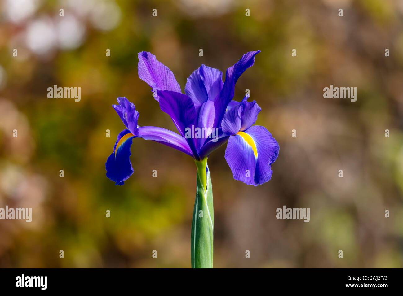 Fotografia di un fiore di Iris olandese viola in fiore in un giardino domestico nelle Blue Mountains nel nuovo Galles del Sud in Australia Foto Stock