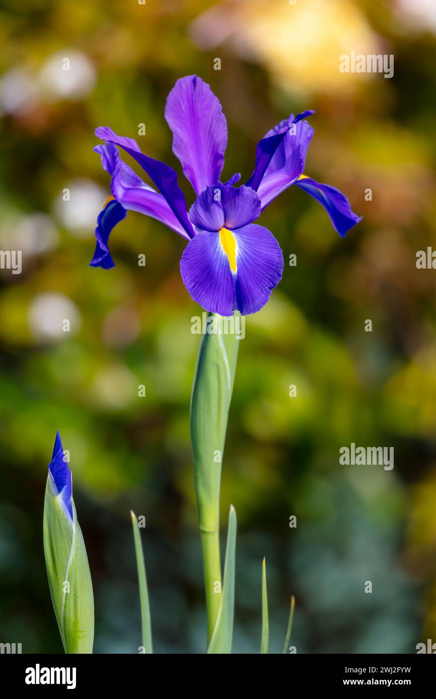 Fotografia di un fiore di Iris olandese viola in fiore in un giardino domestico nelle Blue Mountains nel nuovo Galles del Sud in Australia Foto Stock