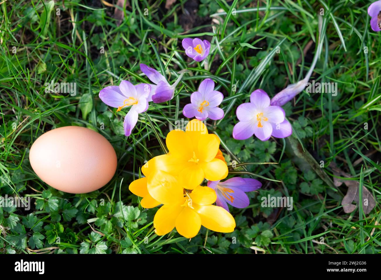 Giardino primaverile croci viola e gialli fiore di croco su prato e uovo di gallina Galles Regno Unito KATHY DEWITT Foto Stock