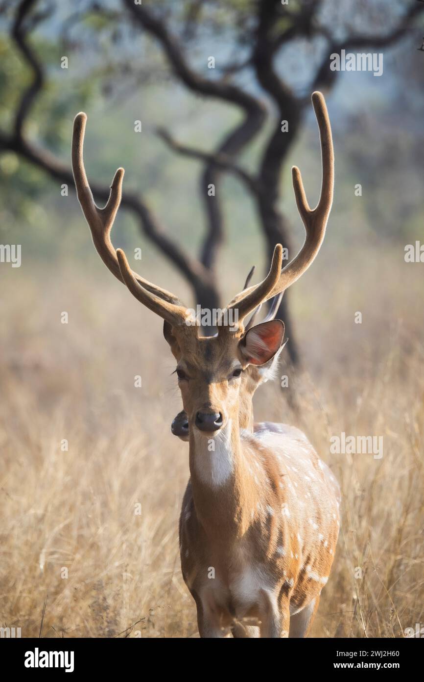 Cervo maculato, asse dell'asse, fawn, Parco Nazionale panna, Madhya Pradesh, India Foto Stock