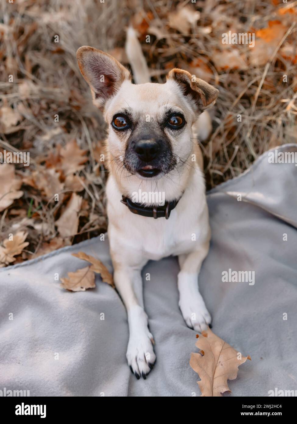 Piccolo cane divertente che guarda la macchina fotografica Foto Stock
