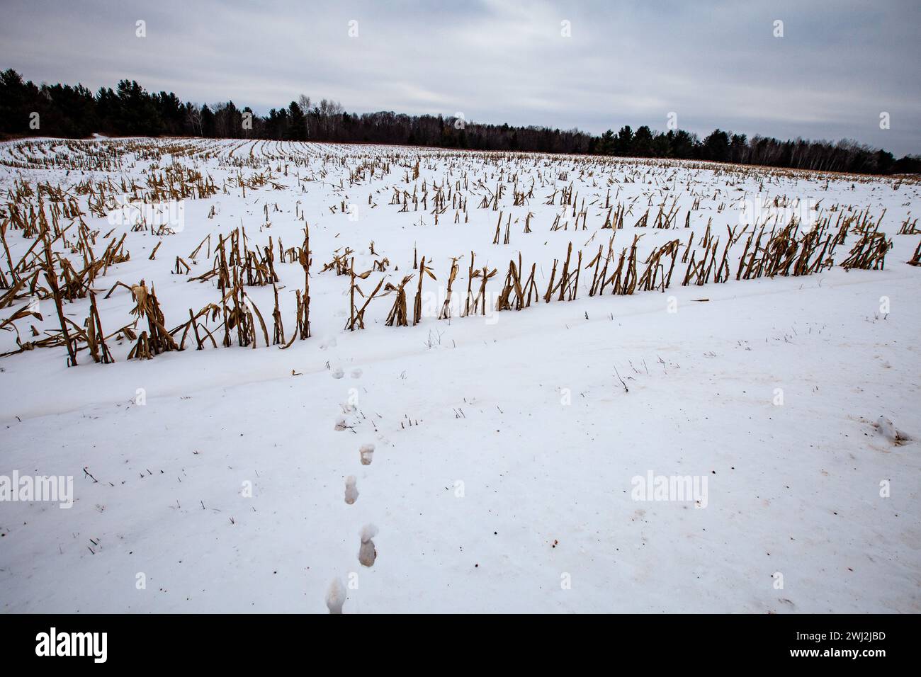 Piste di cervi dalla coda bianca che escono da un campo di mais agricolo in più, orizzontali Foto Stock