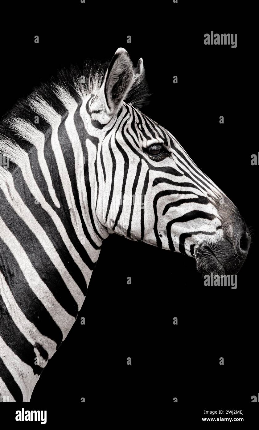 Questa bella fotografia d'arte di una zebra è stata scattata nella savana sudafricana. Durante la modifica lo sfondo è stato isolato dal soggetto e oscurato. Foto Stock
