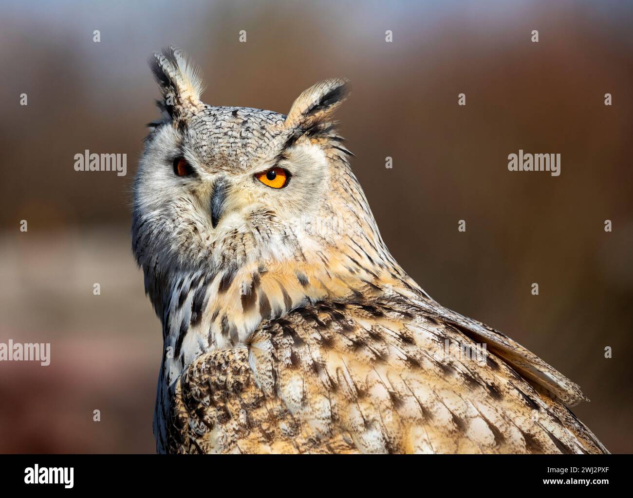 Tura è un gufo di aquila siberiana al Suffolk Owl Sanctuary Foto Stock