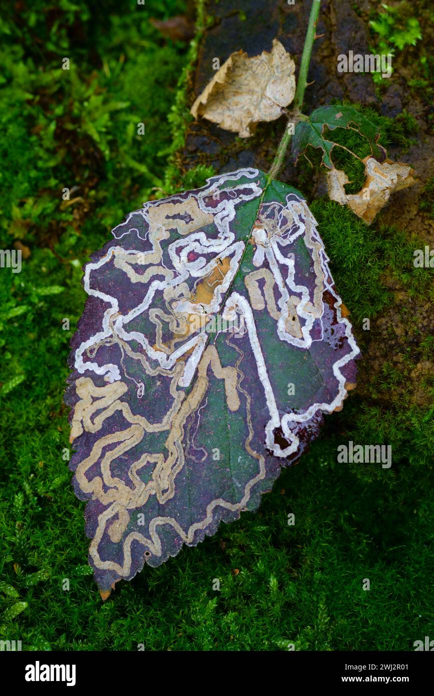 Una foglia di Bramble con motivi fatti da un bruco o da un insetto. Foto Stock