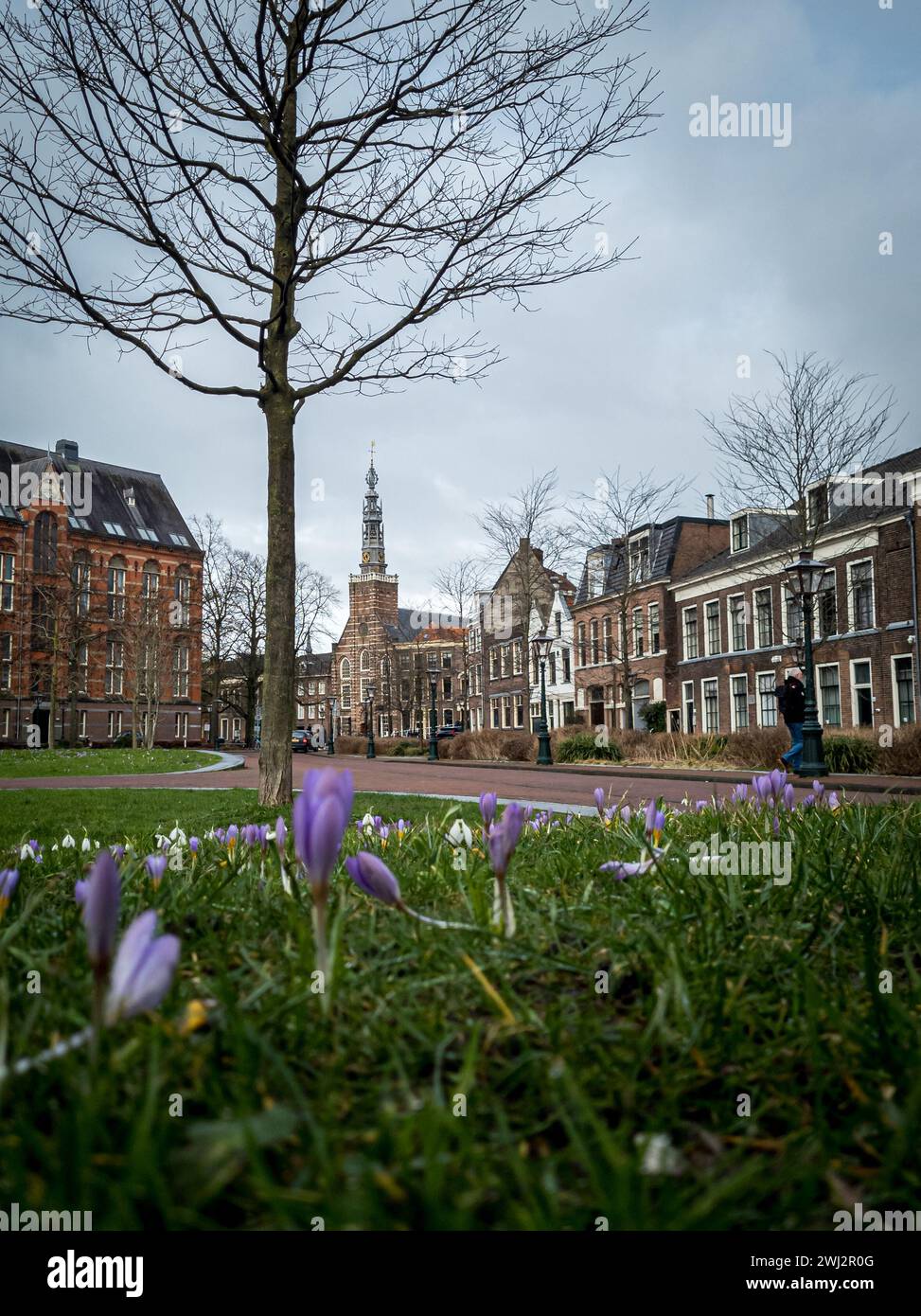 Una vista dei fiori primaverili di Heilige Lodewijkkerk e Crocus nel parco dalla strada. La città di Leiden, Olanda meridionale, Paesi Bassi. Foto Stock