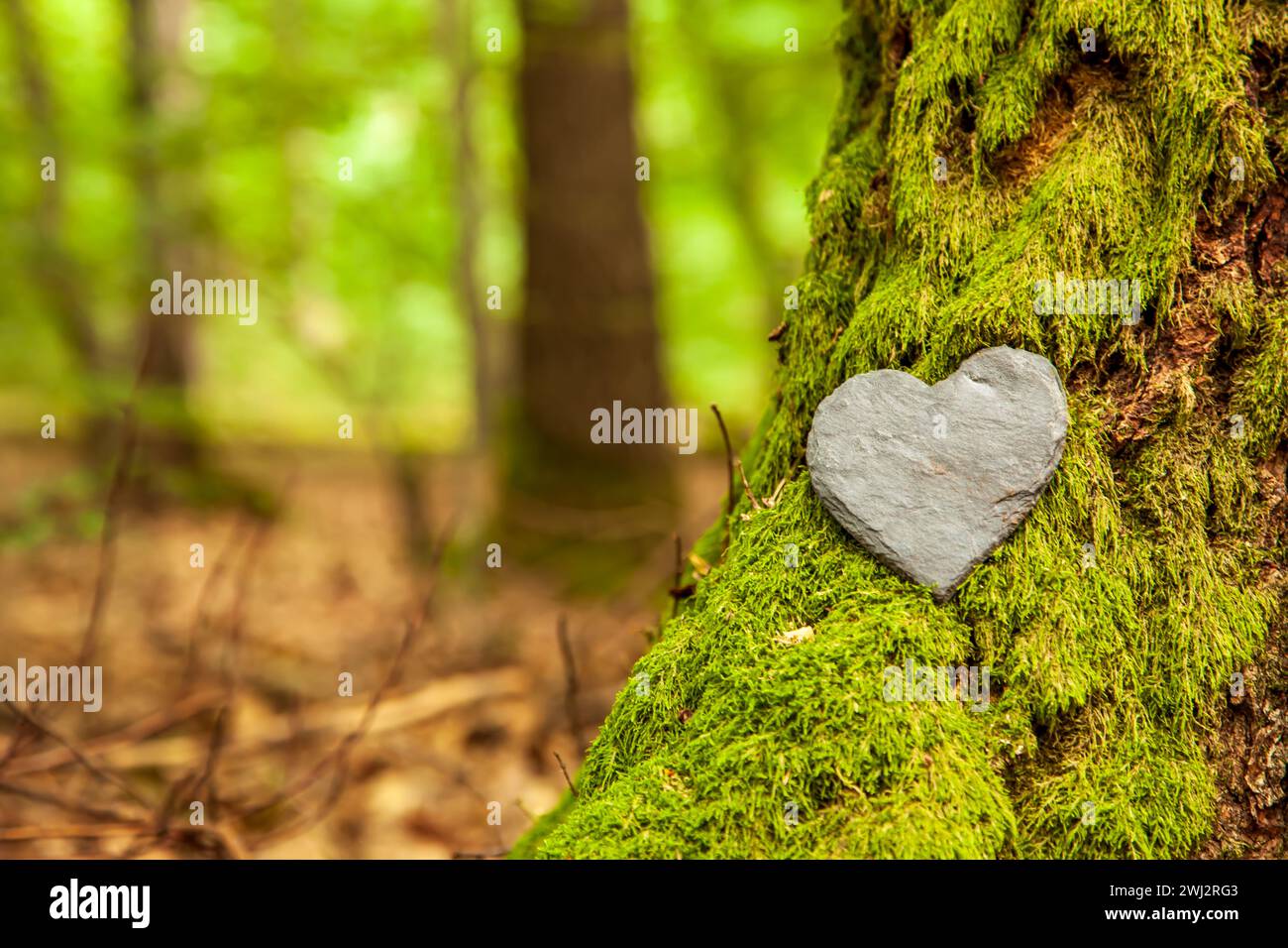 Simpatia per il cuore funebre o cuore funebre di pietra vicino a un albero. Sepoltura naturale nella foresta. Cuore Foto Stock
