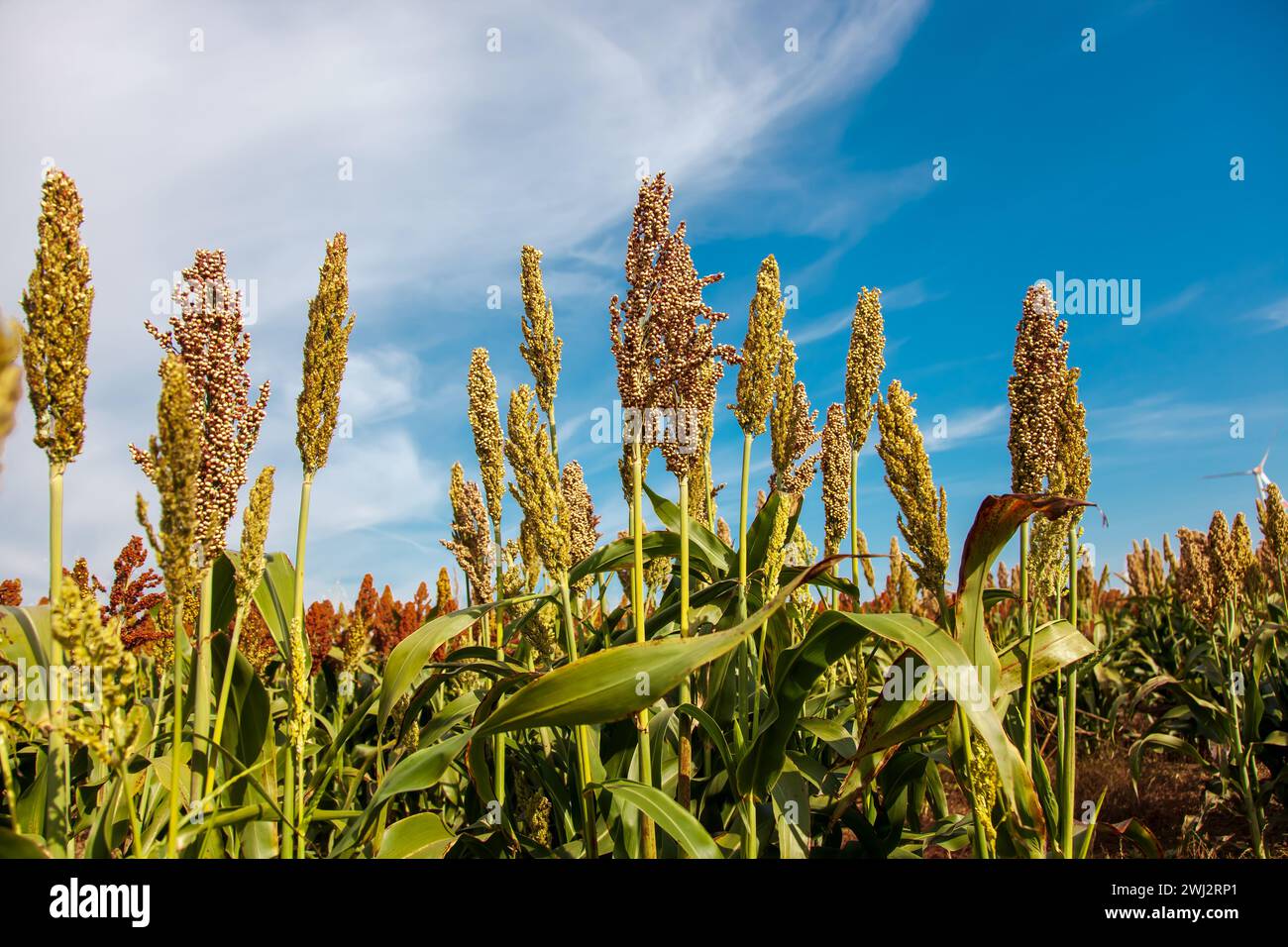 Biocarburanti e alimenti, industria delle piantagioni di Sorghum. Campo di gambo e semi di Sorgo dolce. Campo miglio. Foto Stock